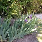 Guest house Iris Garden Saint-Germain-en-Laye