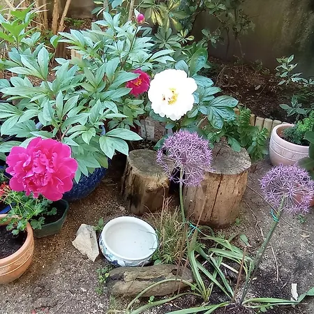 Iris Garden