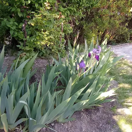 בית הארחה Iris Garden סן-ז'רמן-אן-לה