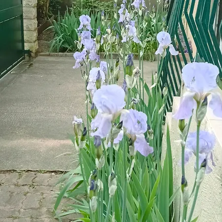 Iris Garden Saint-Germain-en-Laye